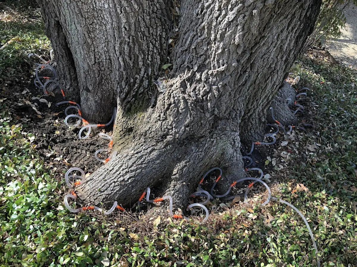 Detailed Tree Cabling and Bracing job site in Mitchells