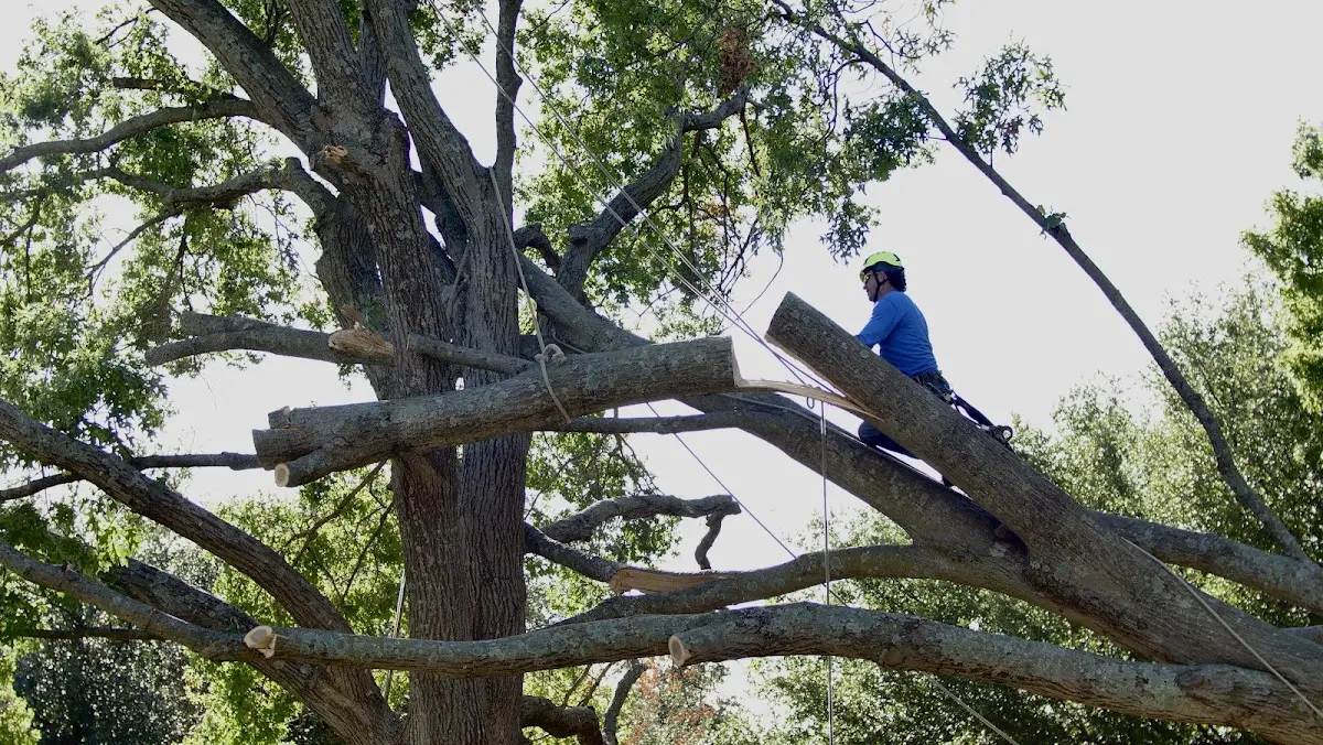 Professional Crown Thinning performed by certified arborists in Mitchells